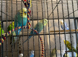 Young budgies,price varies