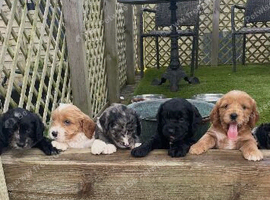 Beautiful cockapoo puppies for sale
