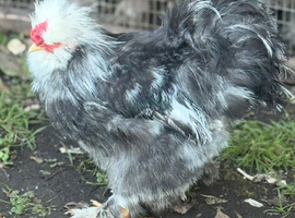 USA silkie hatching eggs