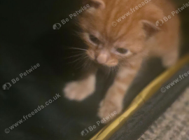 5 maine coon x kittens
