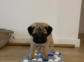 Precious Pug Puppies Looking for Their New Families