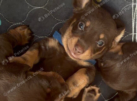Male dachshund puppy