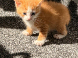 7 Beautiful Kittens Looking for Their Forever Homes