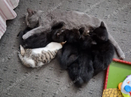 Kittens