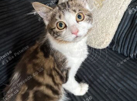 Gorgeous kitten