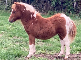 Shetland Mini Filly Foal