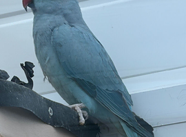 4 years old breeder needs a new home