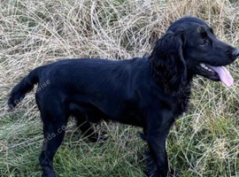 KC Reg black cocker for stud