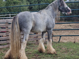 10yo 12hh Blagdon Stallion