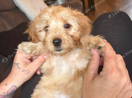 2 maltipoo puppies