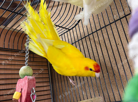 Selection parakeets available