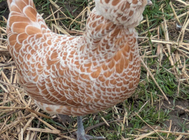 Chamois Polish chicken hatching eggs