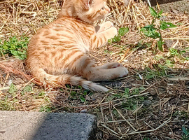 Beautiful kittens