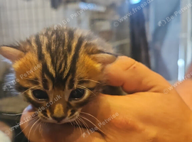 Cashmere and cashmere carrier bengals