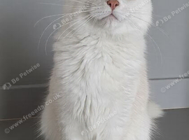 Maine Coon shaded kitten