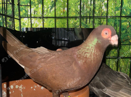Fancy pigeons