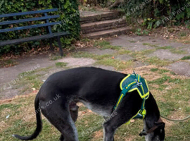 Looking for a forever home for Lurcher/deer hound grey hound