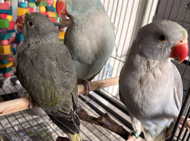 Hand reared baby ringnecks