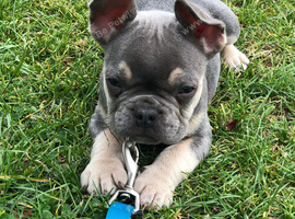 OFFERS!French bulldog boys and girl