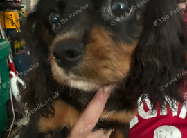 King Charles pups
