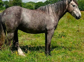 Irish draught x cob mare 5 year old