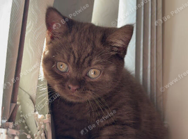 12 week old British short hair kittens looking for forever homes