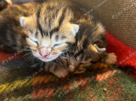Beautiful kittens - Ready in 5 weeks