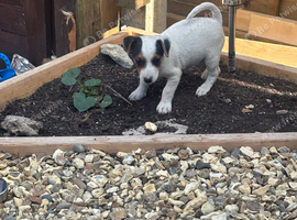 Pure Jack Russell