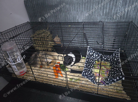 two males