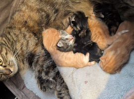 1 Kittens left