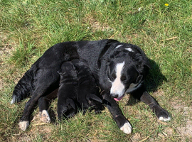 Border collie cross labrador puppies