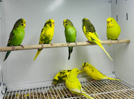 Budgies