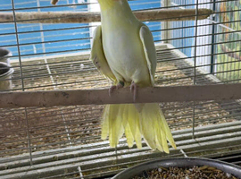 Tame Cockatiels