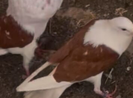 Pair of pouter
