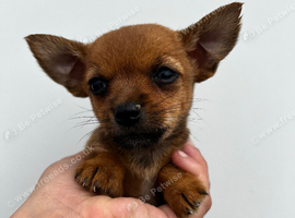 Chorkie babies