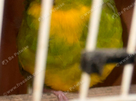 2 kakariki parrotts for sale