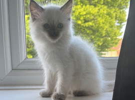READY NOW Ragdoll kittens