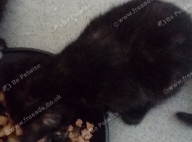 5 kittens available