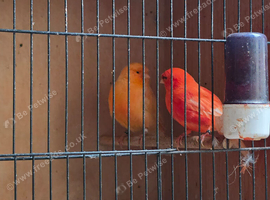 Red factor canaries