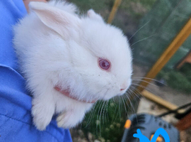 Mini lop x american blue
