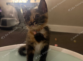 11week old female Calico tortie