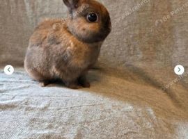 Beautiful netherland dwarf male