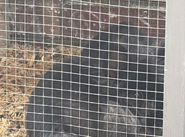 2 lionhead rabbits for sale