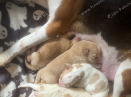 Stunning female bocker 8 week old
