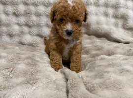 5 beautiful Cavapoo puppies