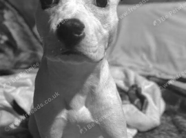 American staffy