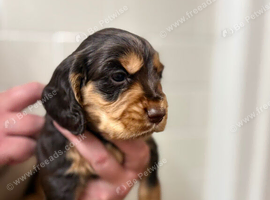 Beautiful littler of pups