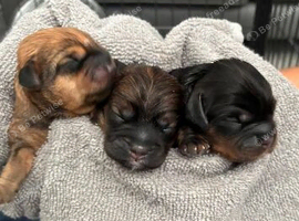 Schweenie puppies for sale