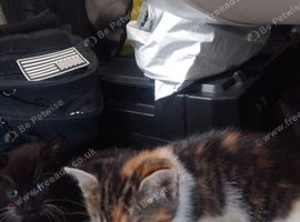 2 male kittens