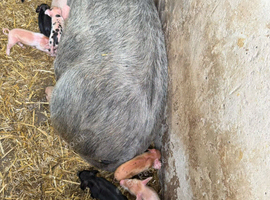 Saddle back x sow with tamworth cross litter